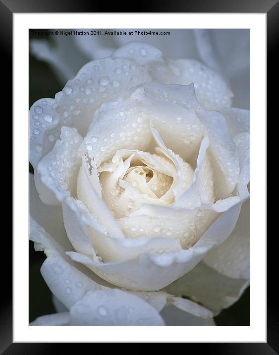 Soft Rose Framed Mounted Print by Nigel Hatton