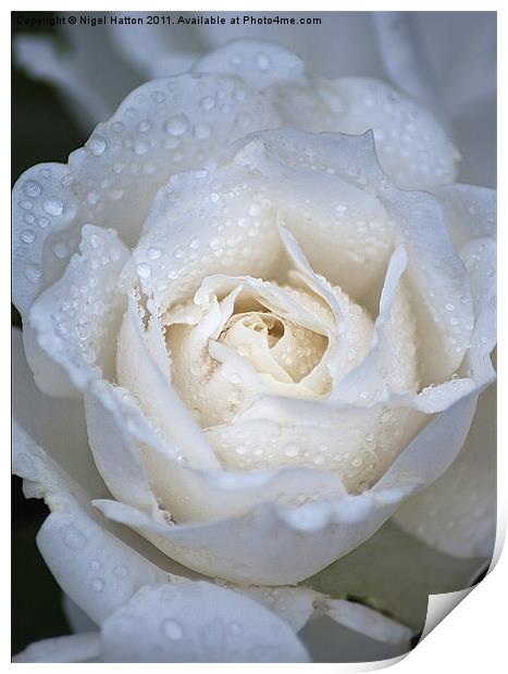 Soft Rose Print by Nigel Hatton