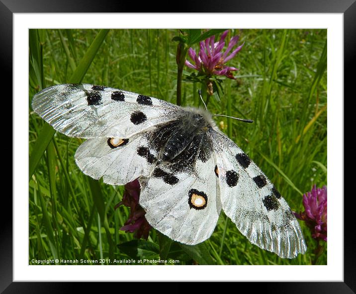 Butterfly Framed Mounted Print by Hannah Scriven