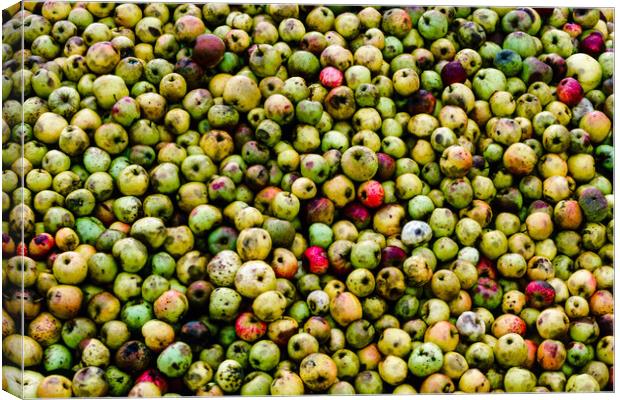 Cider Apples Canvas Print by Gerry Walden LRPS