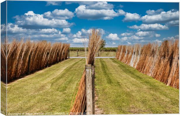 Willow Sheaves on the Somerset Levels Canvas Print by Roger Mechan