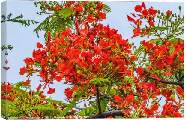 Red Flame Tree  Moorea Tahiti Canvas Print by William Perry