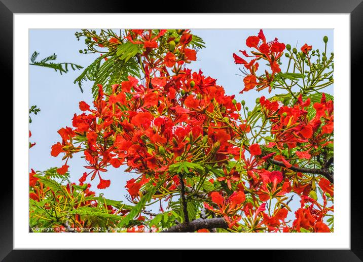 Red Flame Tree  Moorea Tahiti Framed Mounted Print by William Perry