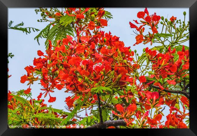 Red Flame Tree  Moorea Tahiti Framed Print by William Perry