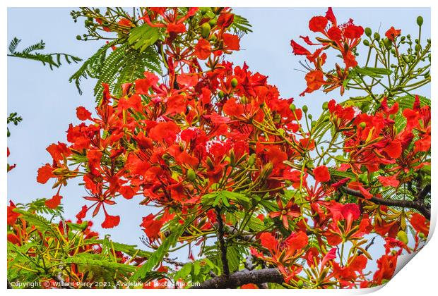 Red Flame Tree  Moorea Tahiti Print by William Perry