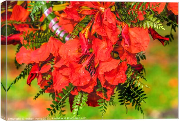 Tropical Flame Tree Flowers Christmas Headwreath Headpiece Moore Canvas Print by William Perry