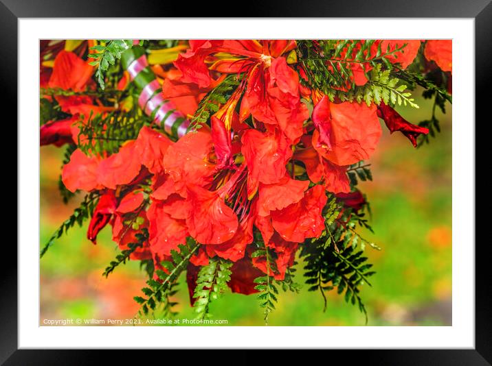 Tropical Flame Tree Flowers Christmas Headwreath Headpiece Moore Framed Mounted Print by William Perry