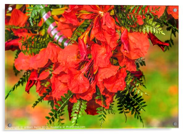Tropical Flame Tree Flowers Christmas Headwreath Headpiece Moore Acrylic by William Perry