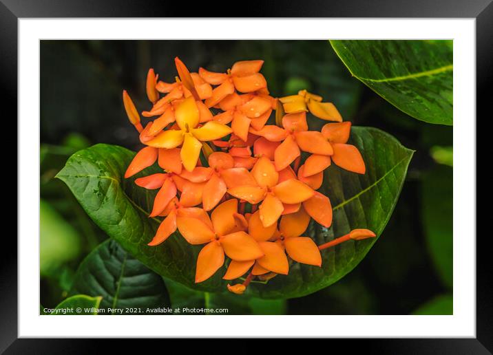 Orange Jungle Geranium Moorea Tahiti Framed Mounted Print by William Perry