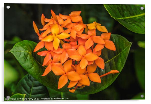 Orange Jungle Geranium Moorea Tahiti Acrylic by William Perry