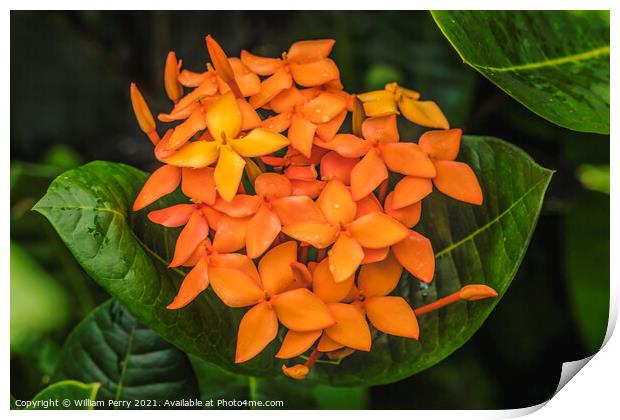 Orange Jungle Geranium Moorea Tahiti Print by William Perry