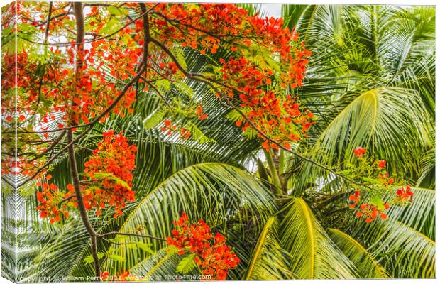 Red Flame Tree  Flowers Palm Tree Moorea Tahiti Canvas Print by William Perry