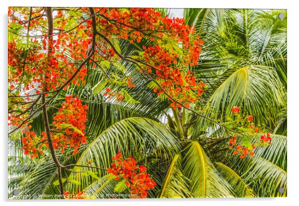 Red Flame Tree  Flowers Palm Tree Moorea Tahiti Acrylic by William Perry