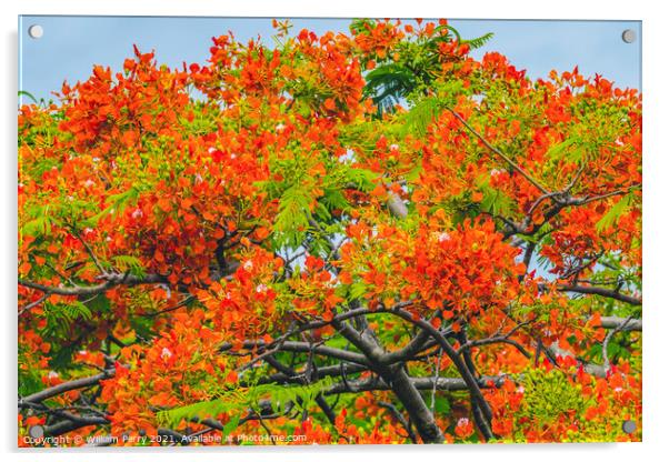 Red Flame Tree  Moorea Tahiti Acrylic by William Perry