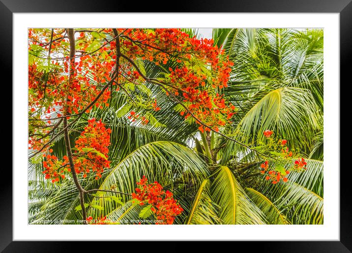 Red Flame Tree  Flowers Palm Tree Moorea Tahiti Framed Mounted Print by William Perry