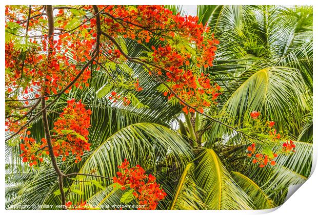 Red Flame Tree  Flowers Palm Tree Moorea Tahiti Print by William Perry
