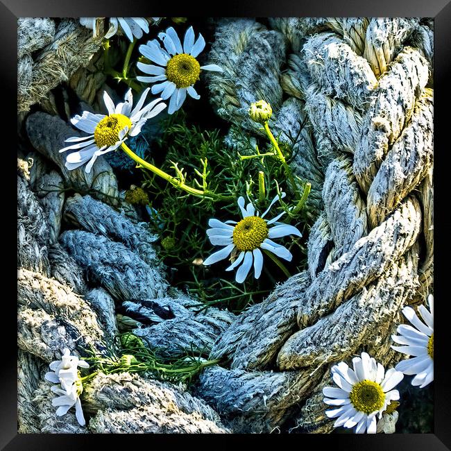 Roped in Daisies Framed Print by Joyce Storey