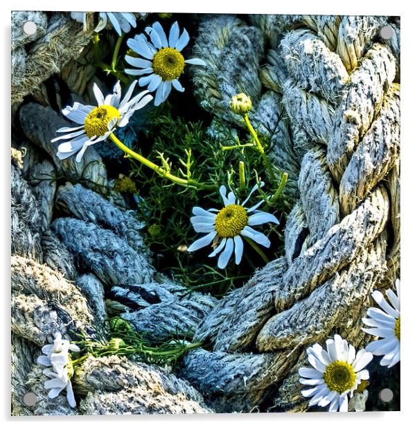 Roped in Daisies Acrylic by Joyce Storey