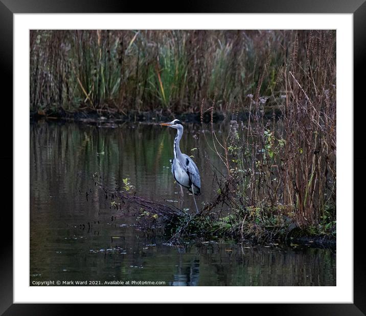 Heron on the Pond Framed Mounted Print by Mark Ward