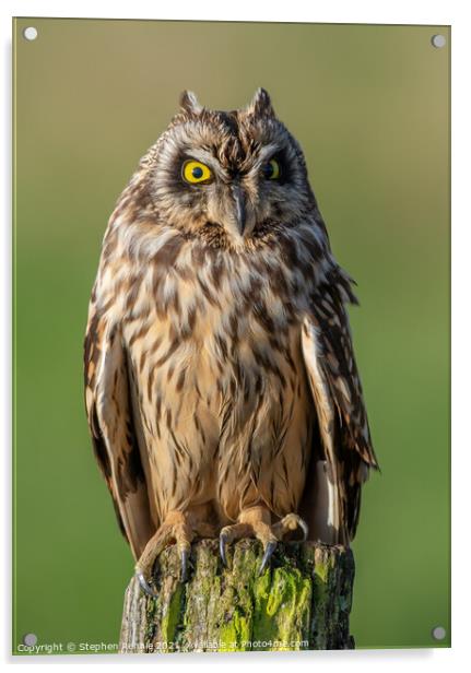Golden eyed Owl  Acrylic by Stephen Rennie
