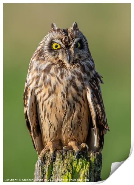 Golden eyed Owl  Print by Stephen Rennie
