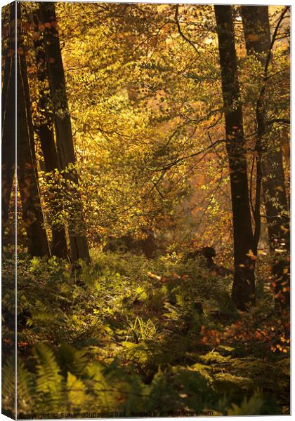 sunlit autumn Woodland Canvas Print by Simon Johnson