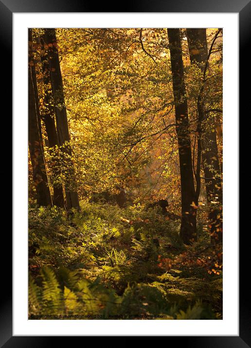 sunlit autumn Woodland Framed Mounted Print by Simon Johnson
