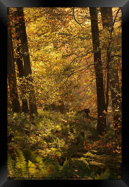 sunlit autumn Woodland Framed Print by Simon Johnson