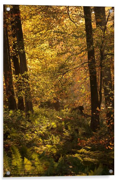 sunlit autumn Woodland Acrylic by Simon Johnson