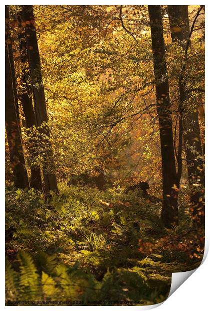 sunlit autumn Woodland Print by Simon Johnson