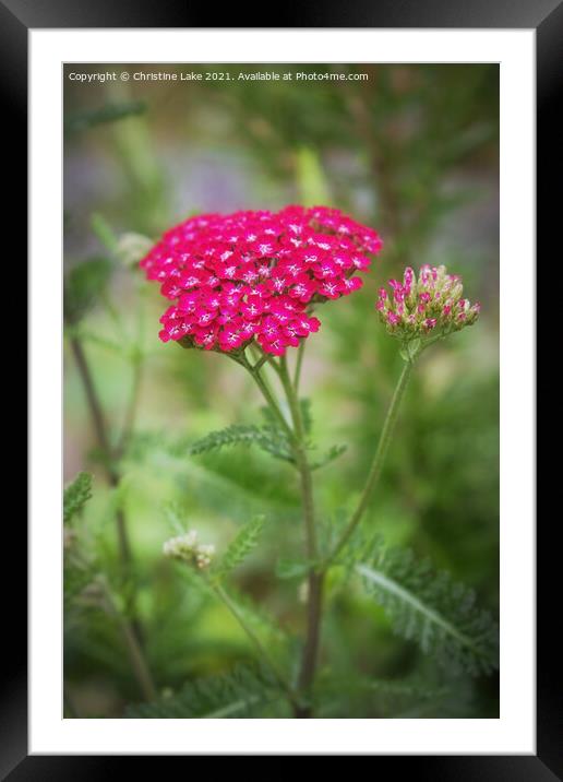 Pretty In Pink Framed Mounted Print by Christine Lake