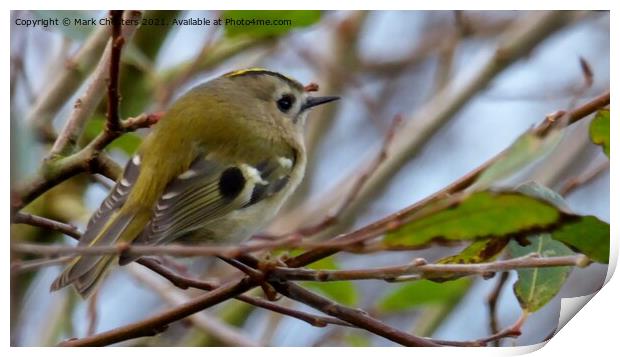 Goldcrest bird Print by Mark Chesters