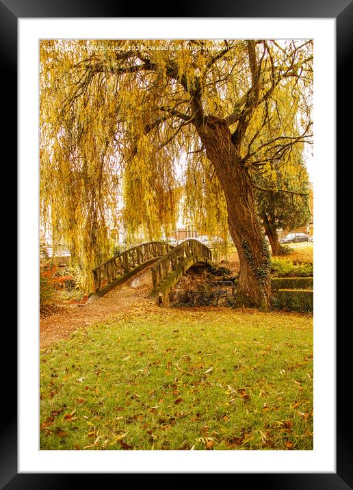 Autumn day in the park golden willow with a small bridge  Framed Mounted Print by Holly Burgess