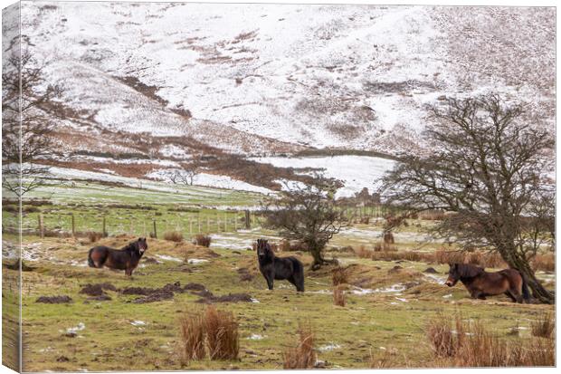 Snow on Edale  with Fell Ponies enjoying the weather in Derbyshire  Canvas Print by Holly Burgess