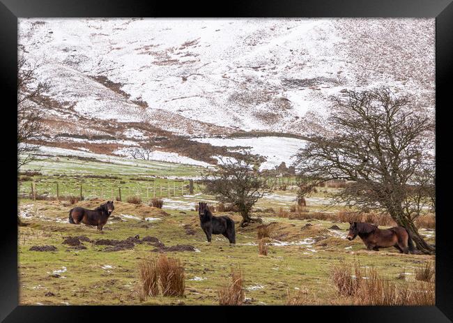 Snow on Edale  with Fell Ponies enjoying the weather in Derbyshire  Framed Print by Holly Burgess