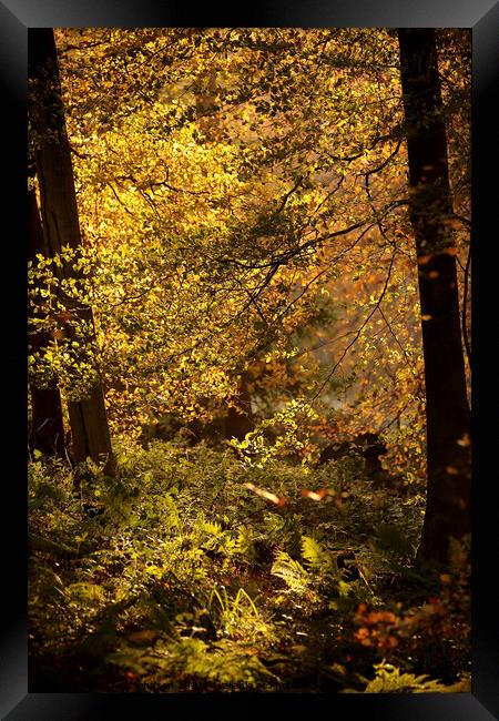 Plant tree Framed Print by Simon Johnson