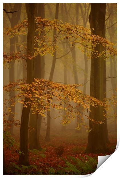 Woodland Mist Print by Simon Johnson