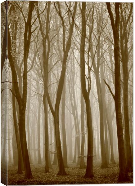 Misty woodland Canvas Print by Simon Johnson