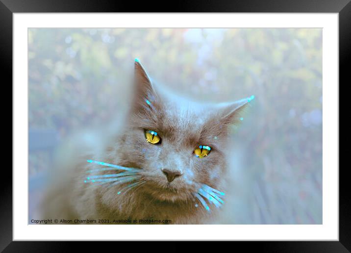 Pretty Kitty  Framed Mounted Print by Alison Chambers