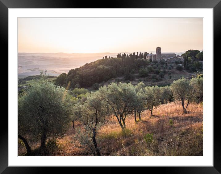Olive Grove near Montalcino at the Convento dell'Osservanza  Framed Mounted Print by Dietmar Rauscher
