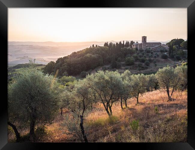Olive Grove near Montalcino at the Convento dell'Osservanza  Framed Print by Dietmar Rauscher