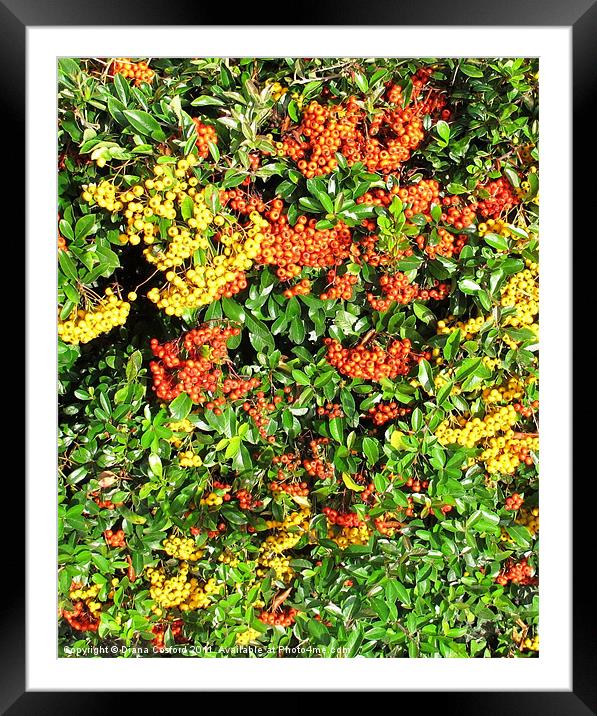 Clusters of yellow & red berries Framed Mounted Print by DEE- Diana Cosford