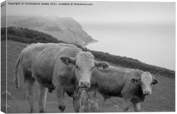 Cows on the Jurassic Coast Canvas Print by Christopher Keeley