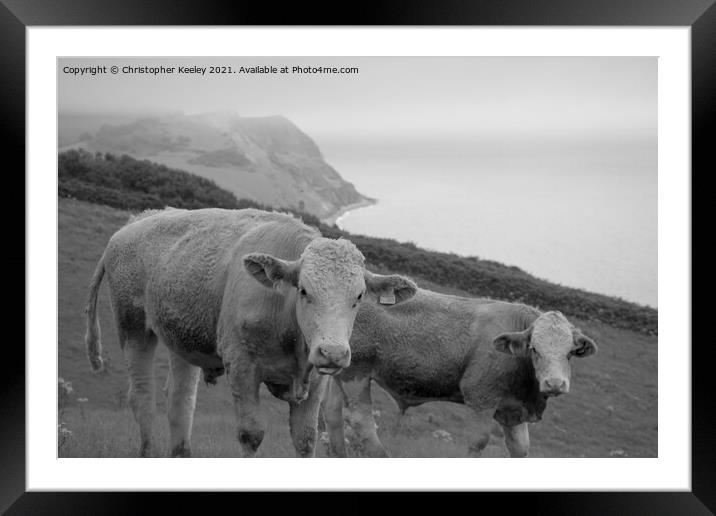 Cows on the Jurassic Coast Framed Mounted Print by Christopher Keeley