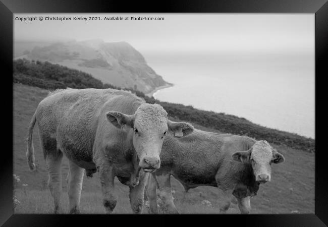 Cows on the Jurassic Coast Framed Print by Christopher Keeley