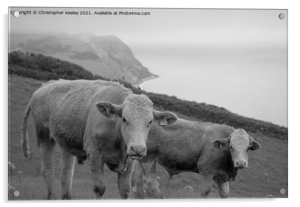 Cows on the Jurassic Coast Acrylic by Christopher Keeley