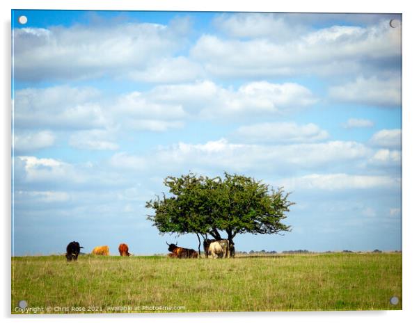Cattle on Minchinhampton Common Acrylic by Chris Rose