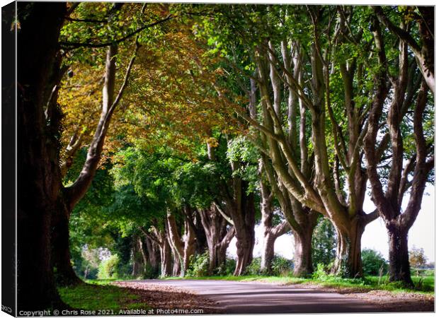 Tree lined country lane Canvas Print by Chris Rose