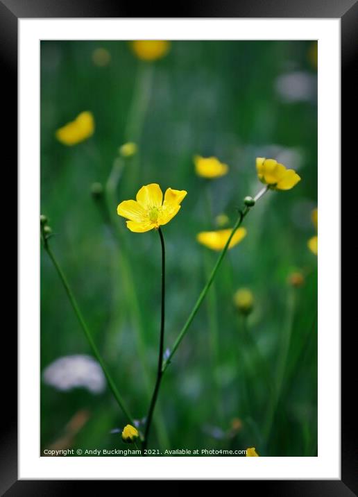 Buttercups Framed Mounted Print by Andy Buckingham