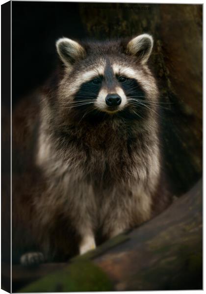 Raccoon Portrait Canvas Print by rawshutterbug 